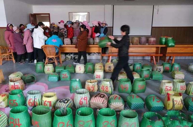 有关于鄞州横溪金鹅湖畔采茶忙的消息(4)