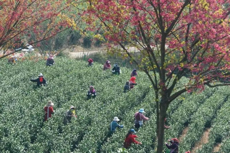 有关于鄞州横溪金鹅湖畔采茶忙的消息(1)