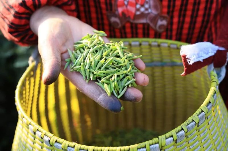 有关于鄞州横溪金鹅湖畔采茶忙的消息(2)