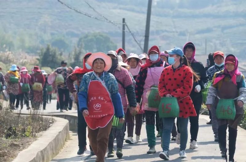 有关于鄞州横溪金鹅湖畔采茶忙的消息