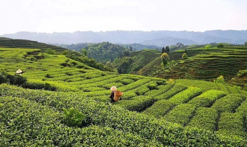 有关于名山区创建天府旅游名县,三月踏青采茶去,百丈湖邀你共赴春光的消息(2)