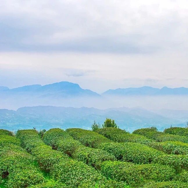 有关于名山区创建天府旅游名县,三月踏青采茶去,百丈湖邀你共赴春光的消息(3)