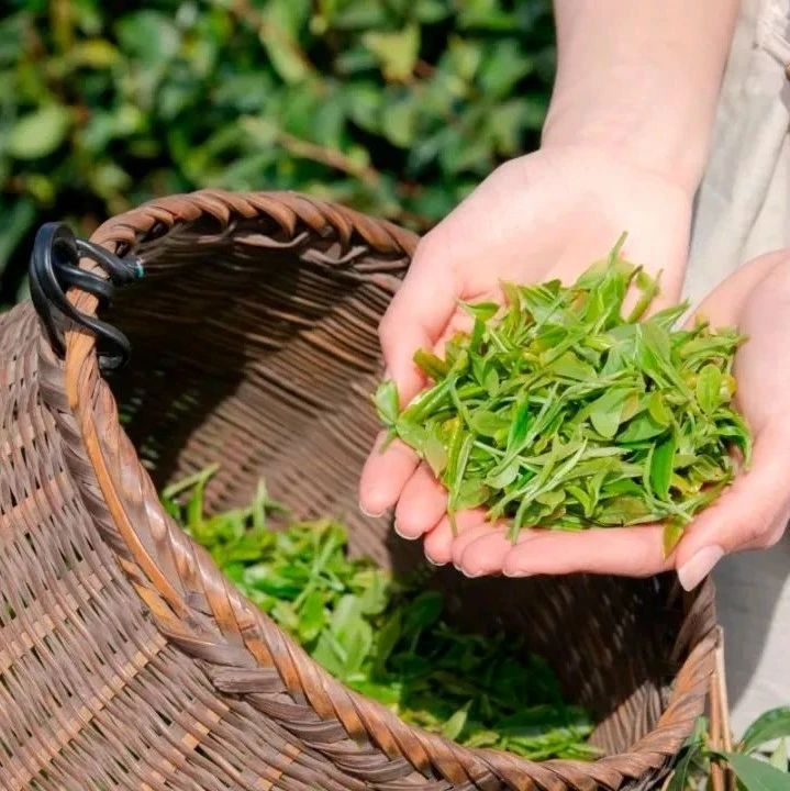 有关于名山区创建天府旅游名县,三月踏青采茶去,百丈湖邀你共赴春光的消息(6)