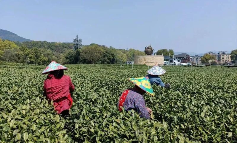 关于龙井茶的产量有多大？的相关信息(3)