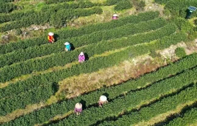 关于萧山区 春来采茶时，头茬三清茶开采的内容