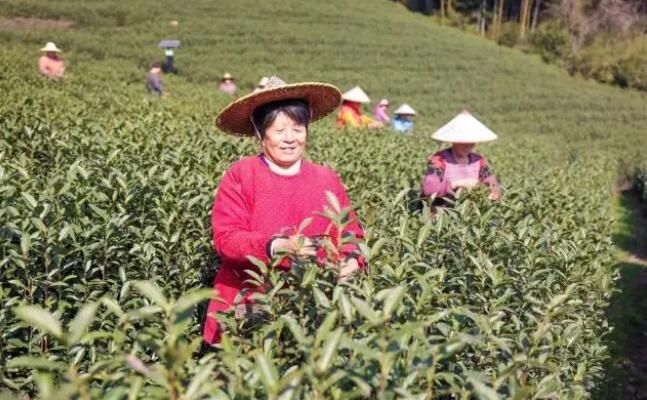 关于萧山区 春来采茶时，头茬三清茶开采的内容(3)