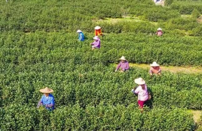 关于萧山区 春来采茶时，头茬三清茶开采的内容(1)