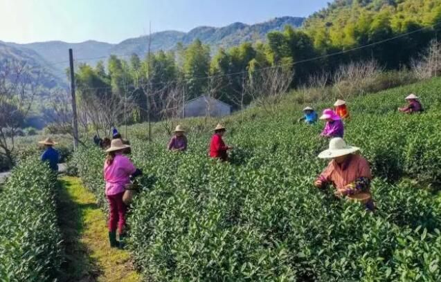 关于萧山区 春来采茶时，头茬三清茶开采的内容(2)