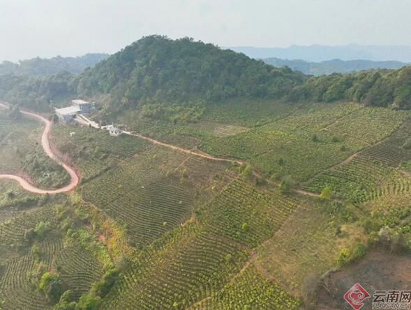 有关于景谷：科技精准帮扶助力茶业振兴的相关信息(1)