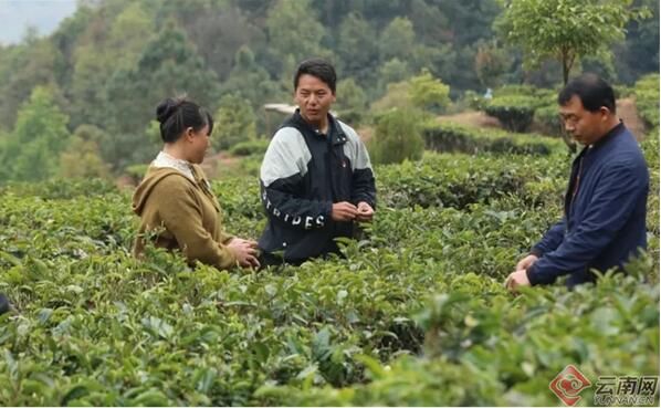 有关于景谷：科技精准帮扶助力茶业振兴的相关信息