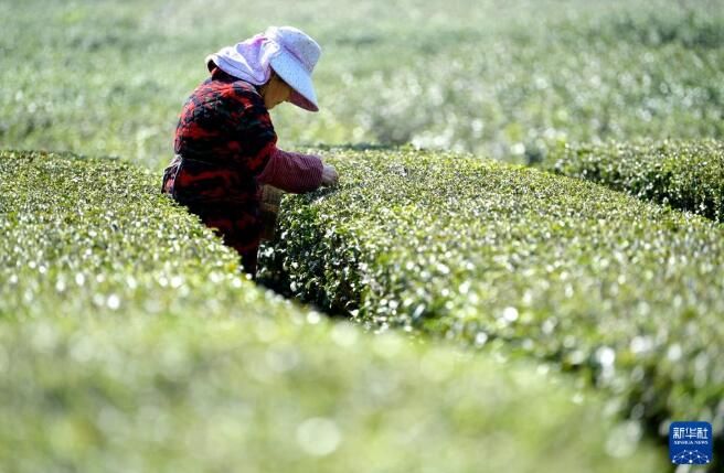 有关于湖北宣恩县多地春茶开采忙的消息