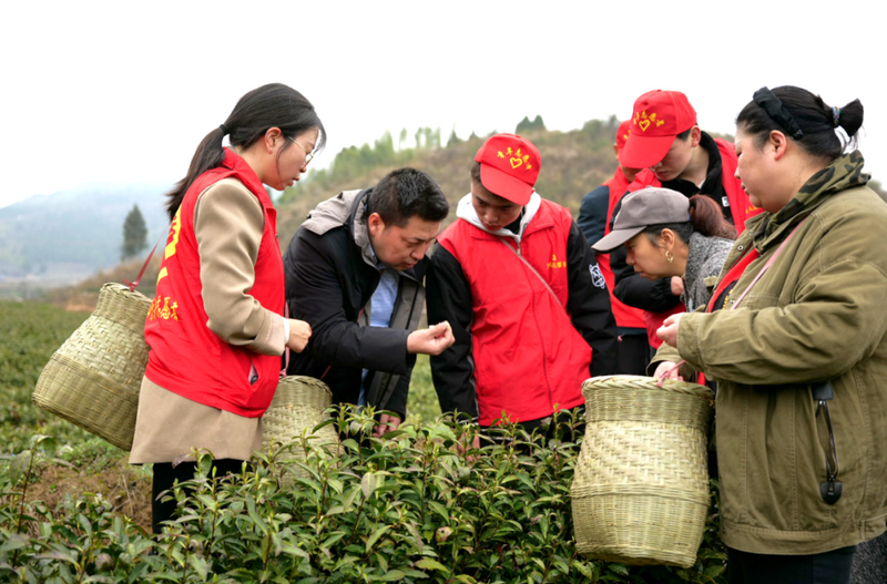 有关于龙山“志愿红”春耕助农采茶忙！的相关信息(1)