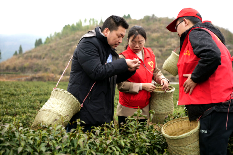 有关于龙山“志愿红”春耕助农采茶忙！的相关信息(2)