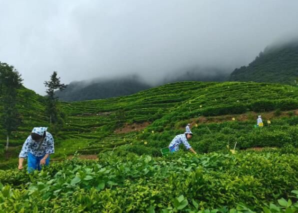 有关于歙县三阳镇：发展生态茶园 助力乡村振兴的资讯(1)