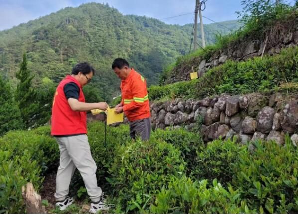 有关于歙县三阳镇：发展生态茶园 助力乡村振兴的资讯
