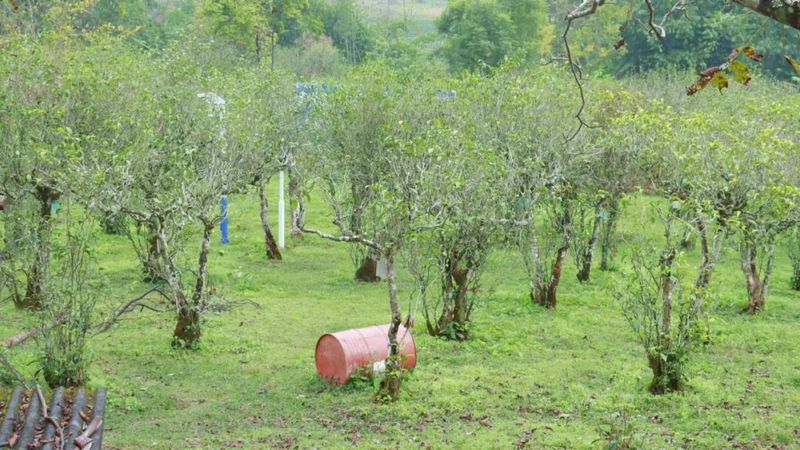 有关于三月的景谷县民乐镇茶山绿意盎然的消息(9)