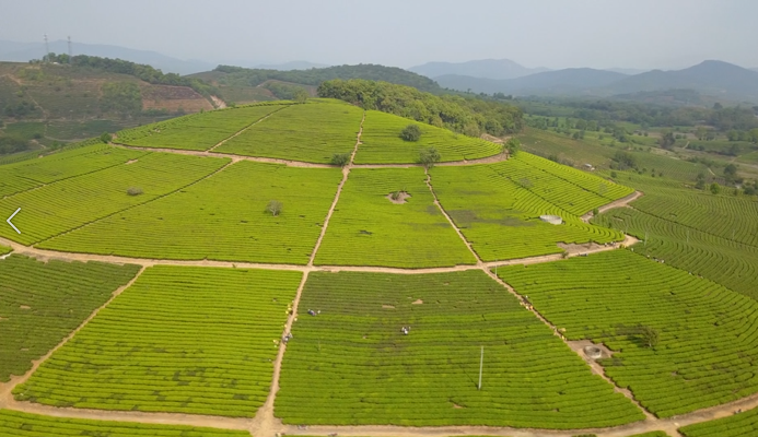 有关于三月的景谷县民乐镇茶山绿意盎然的消息