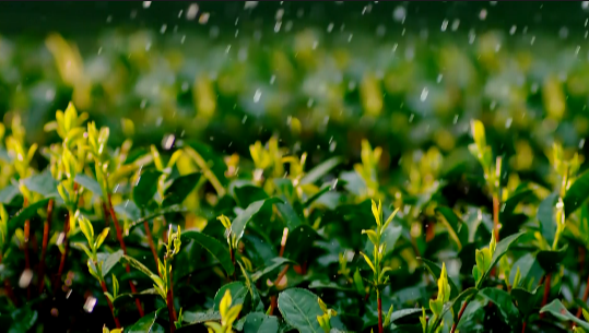 有关于三月的景谷县民乐镇茶山绿意盎然的消息(10)