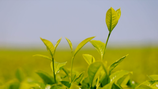 有关于三月的景谷县民乐镇茶山绿意盎然的消息(3)