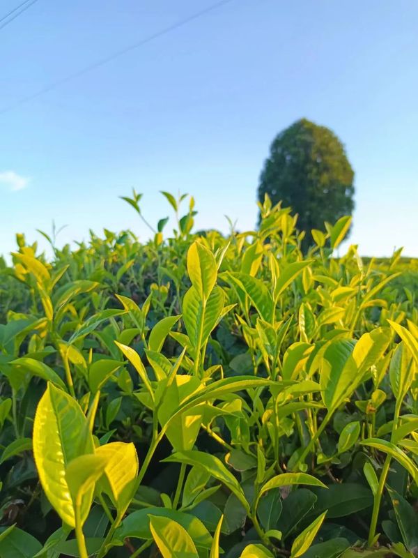 有关于三月的景谷县民乐镇茶山绿意盎然的消息(8)