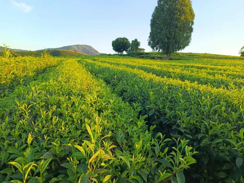 有关于三月的景谷县民乐镇茶山绿意盎然的消息(1)