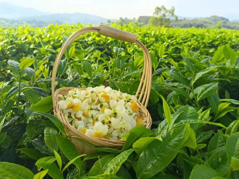 有关于三月的景谷县民乐镇茶山绿意盎然的消息(6)