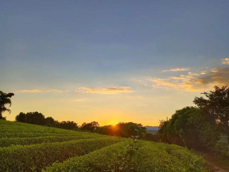 有关于三月的景谷县民乐镇茶山绿意盎然的消息(2)