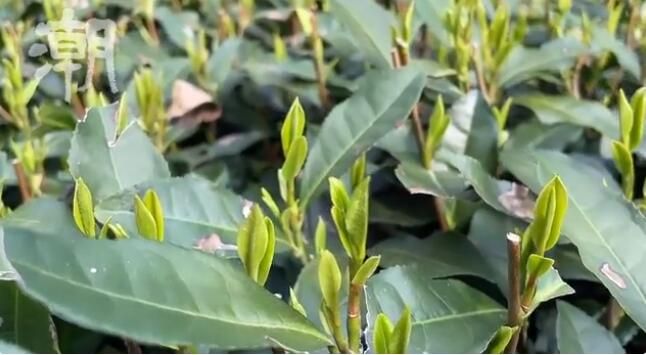 有关于杭州西湖龙井今日开采 跟着记者采茶去的资讯(2)