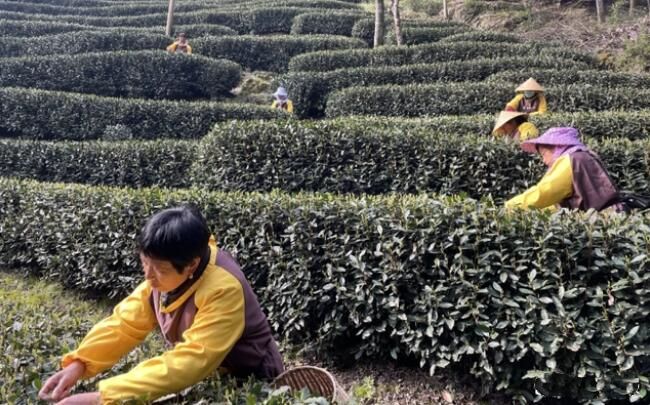 有关于杭州西湖龙井今日开采 跟着记者采茶去的资讯