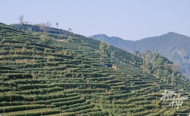 有关于”惊蛰节气，西湖边翁家山村“喊山祭茶”的新闻(3)