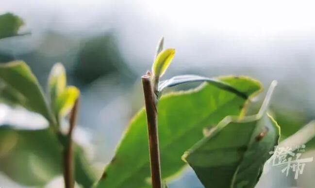 有关于”惊蛰节气，西湖边翁家山村“喊山祭茶”的新闻(2)