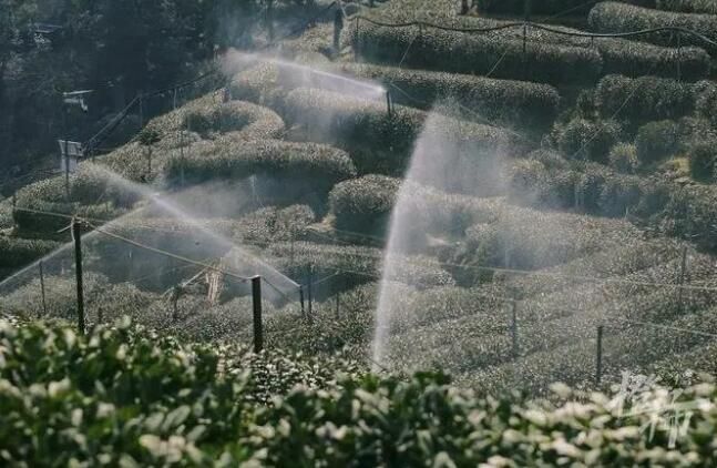 有关于”惊蛰节气，西湖边翁家山村“喊山祭茶”的新闻(4)