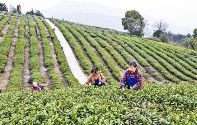 有关于荣昌春茶抢“鲜”开采的相关信息