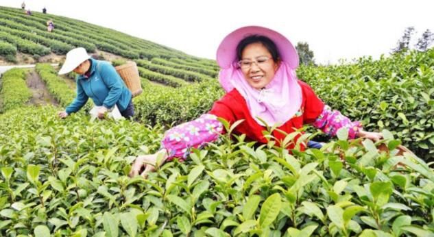 有关于荣昌春茶抢“鲜”开采的相关信息(1)