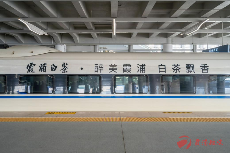 关于“霞浦白茶”高铁列车冠名首发仪式在上海虹桥动车站举行的消息(3)