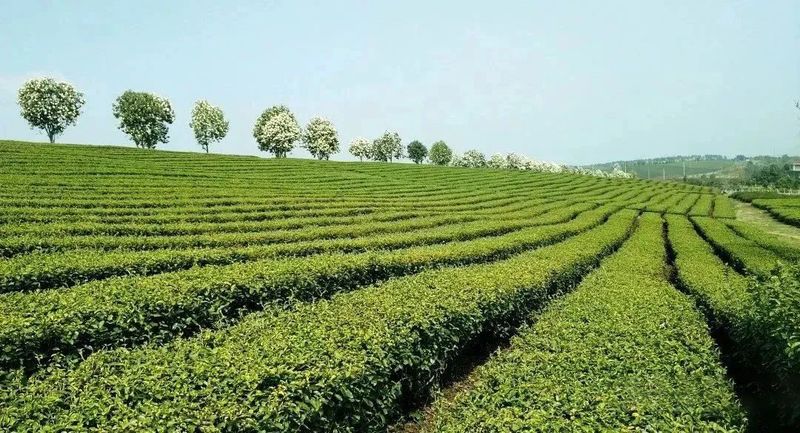 关于新昌好茶，如约而至，2023新昌大佛龙井新茶开采！的最新消息(8)