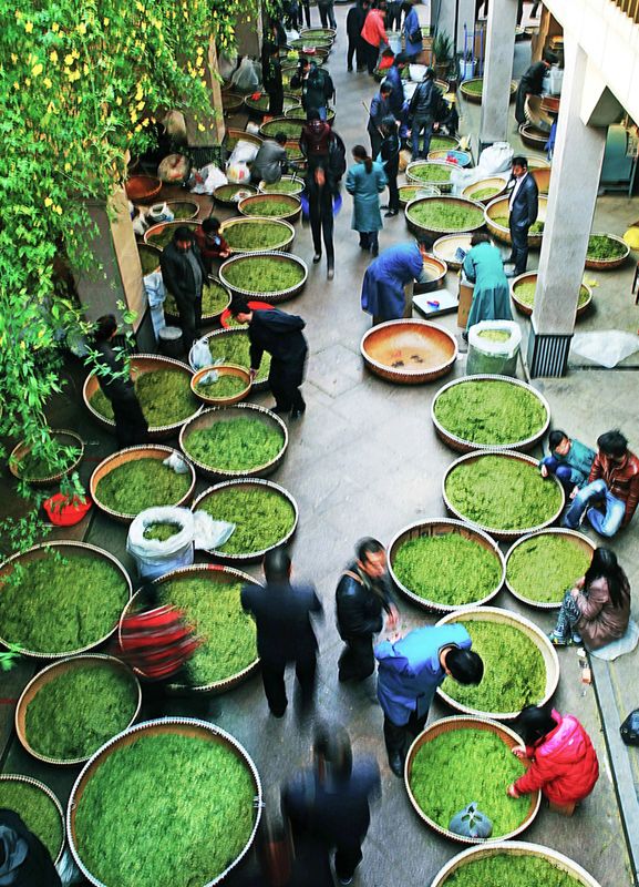 关于新昌好茶，如约而至，2023新昌大佛龙井新茶开采！的最新消息(10)