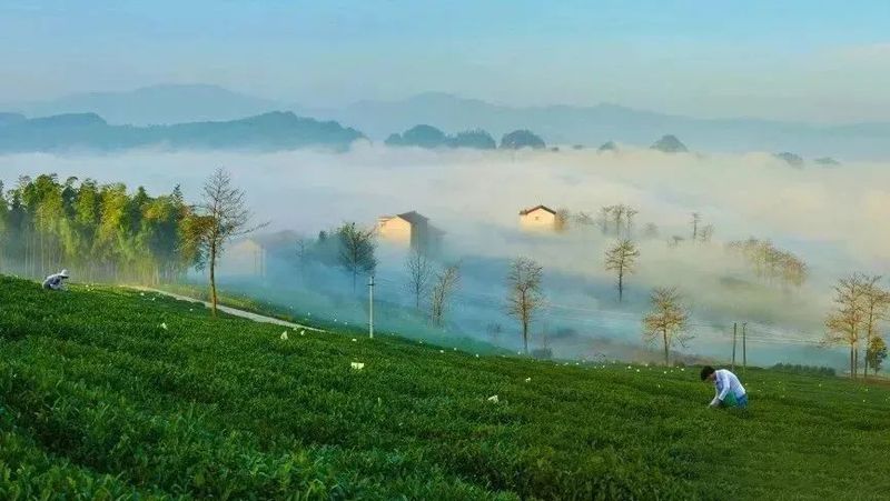 关于新昌好茶，如约而至，2023新昌大佛龙井新茶开采！的最新消息(9)