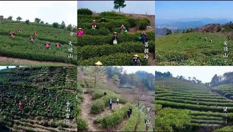 关于新昌好茶，如约而至，2023新昌大佛龙井新茶开采！的最新消息(7)