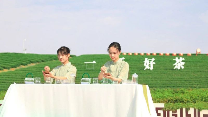 关于新昌好茶，如约而至，2023新昌大佛龙井新茶开采！的最新消息(5)