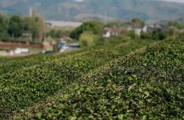 关于3月18日，杭州径山春茶正式开采的资讯(2)