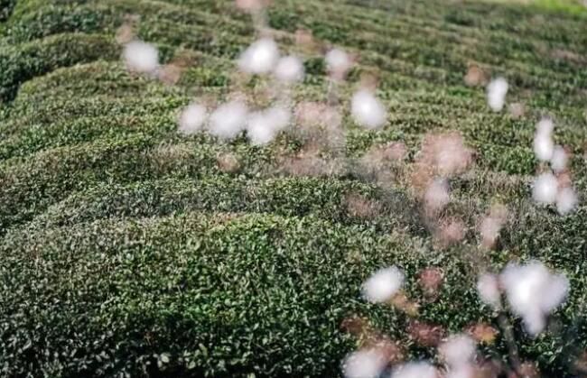 关于3月18日，杭州径山春茶正式开采的资讯(1)