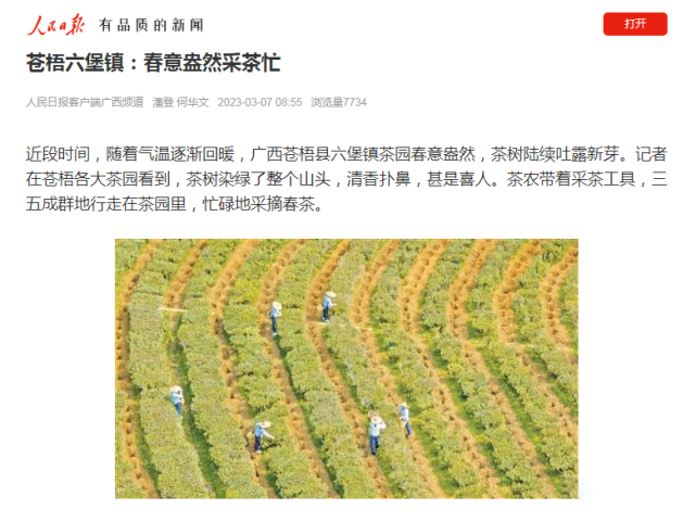 有关于多家央媒、区媒关注梧州六堡茶的信息(8)