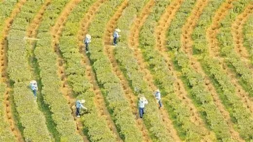 有关于多家央媒、区媒关注梧州六堡茶的信息(9)