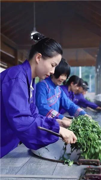 有关于多家央媒、区媒关注梧州六堡茶的信息(4)