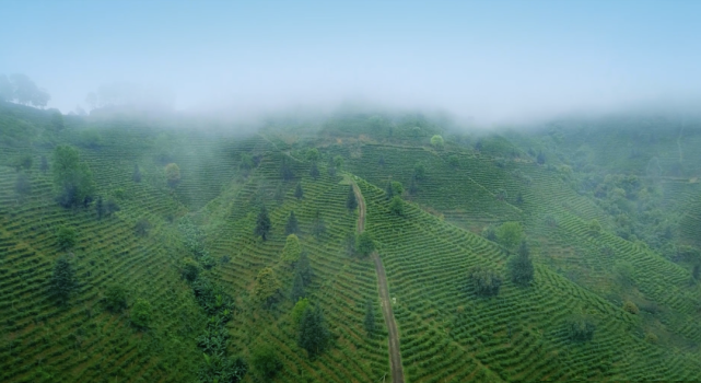 有关于多家央媒、区媒关注梧州六堡茶的信息(6)