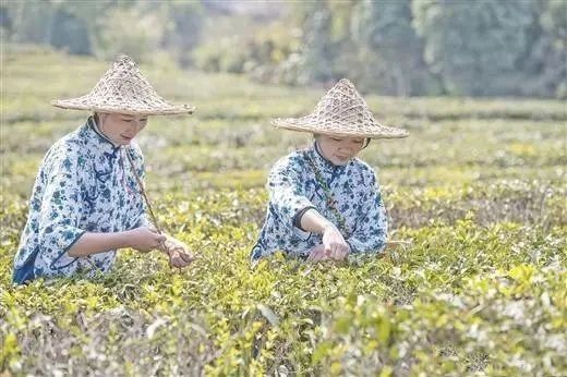 有关于多家央媒、区媒关注梧州六堡茶的信息(10)