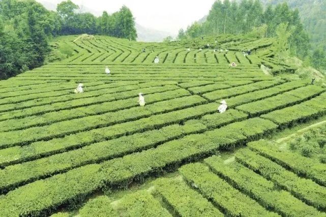 有关于多家央媒、区媒关注梧州六堡茶的信息(1)