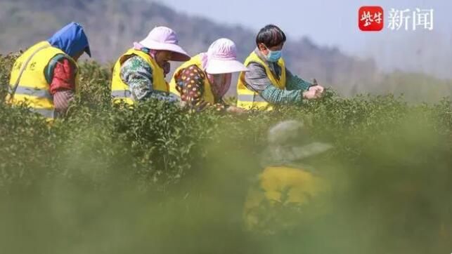 关于句容第一茬春茶“抢鲜”开采4万多亩茶进入采摘期的资讯(2)