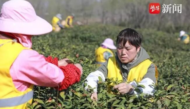 关于句容第一茬春茶“抢鲜”开采4万多亩茶进入采摘期的资讯(4)